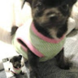 Meet your Posher, Joey